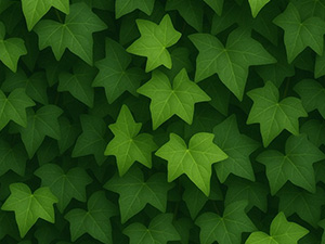 ヘデラ・ヘリックス