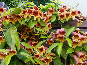 ビグノニア(ツリガネカズラ)