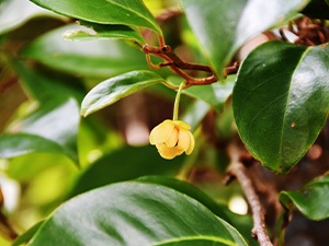 サネカズラ(美男葛)