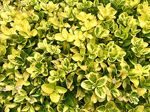 アメリカツルマサキ