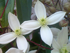 クレマチス アーマンデイー系