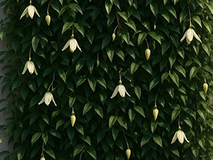 クレマチス・アンスンエンシス