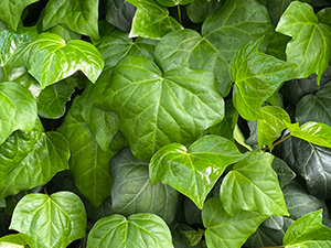 ヘデラ・カナリエンシス オカメヅタ