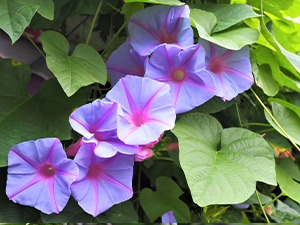 琉球アサガオ / ノアサガオ