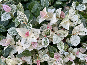 ハツユキカズラ