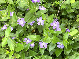 ビンカ・マジョール