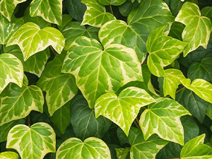 ヘデラ・カナリエンシス バリエガータ