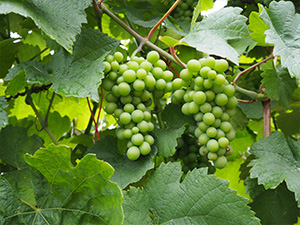 ブドウ類