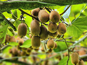 キウイ/サルナシ