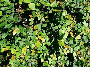 オオイタビ(イタビカズラ)