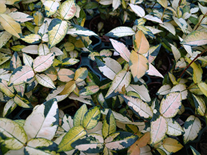 ニシキテイカカヅラ