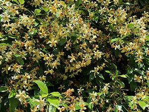 カロライナジャスミン