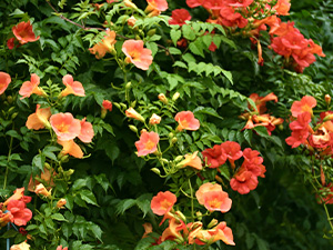 ノウセンカズラ