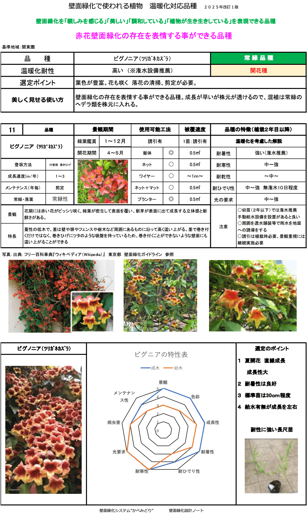 ビグノニア（ツリガネカズラ）