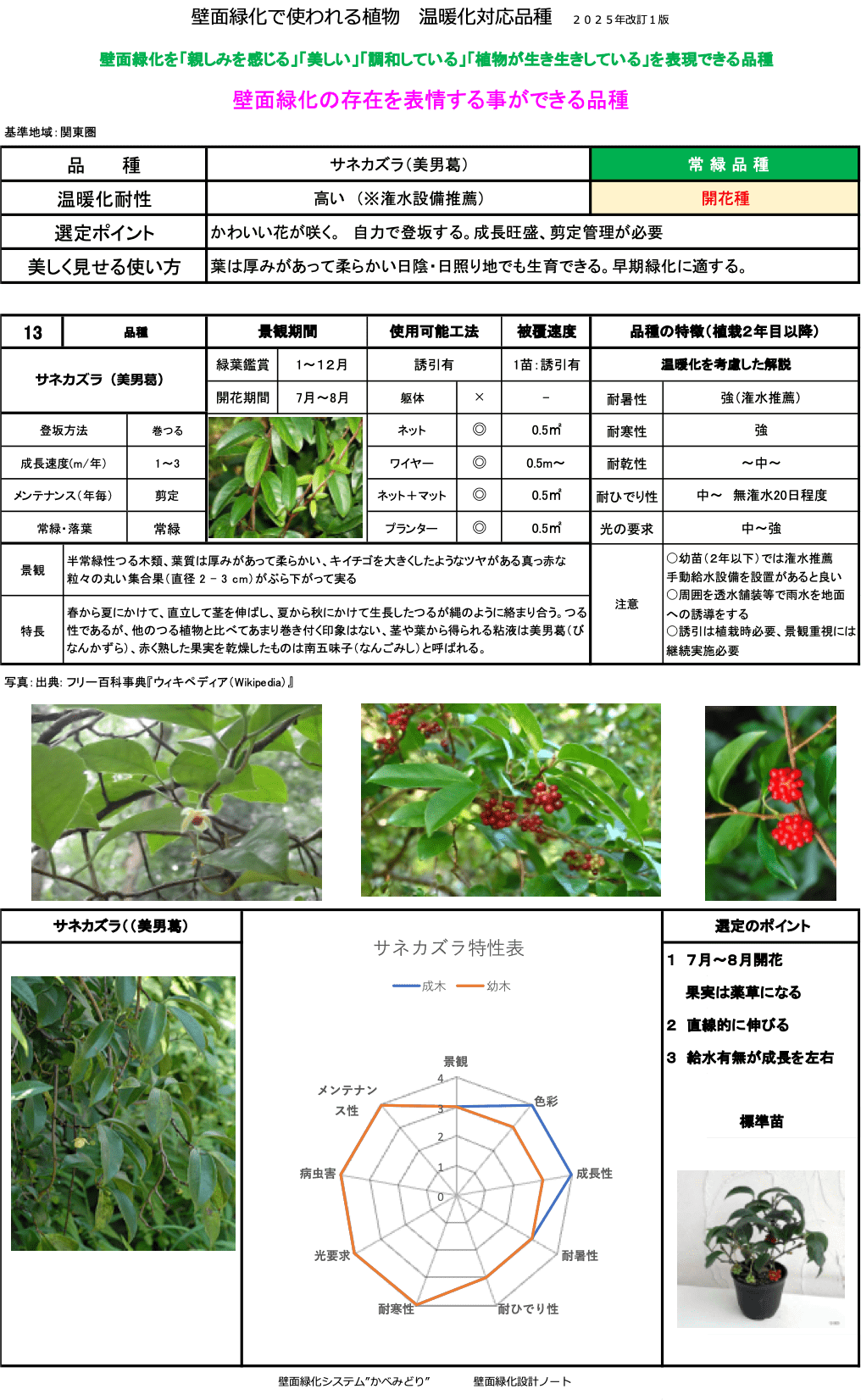サネカズラ（美男葛）