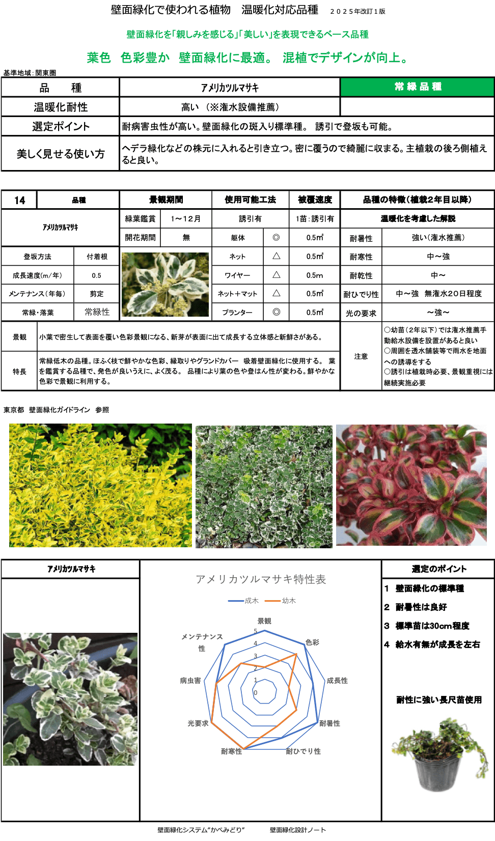 アメリカツルマサキ
