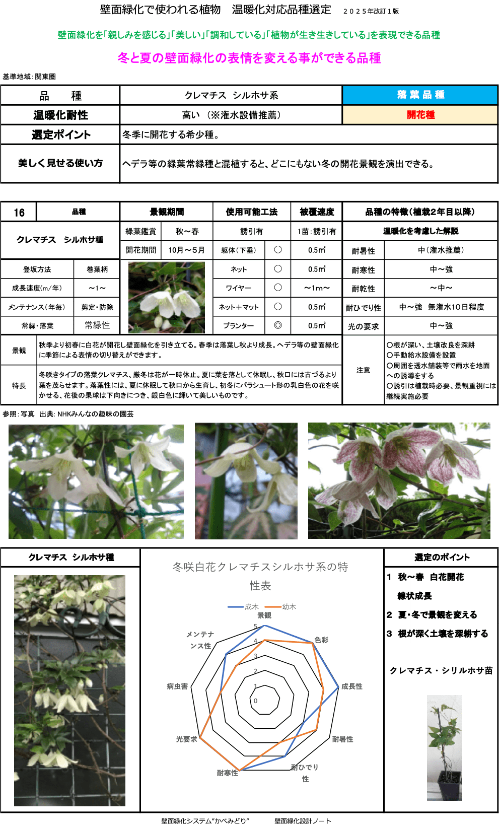 クレマチス　シホルサ系