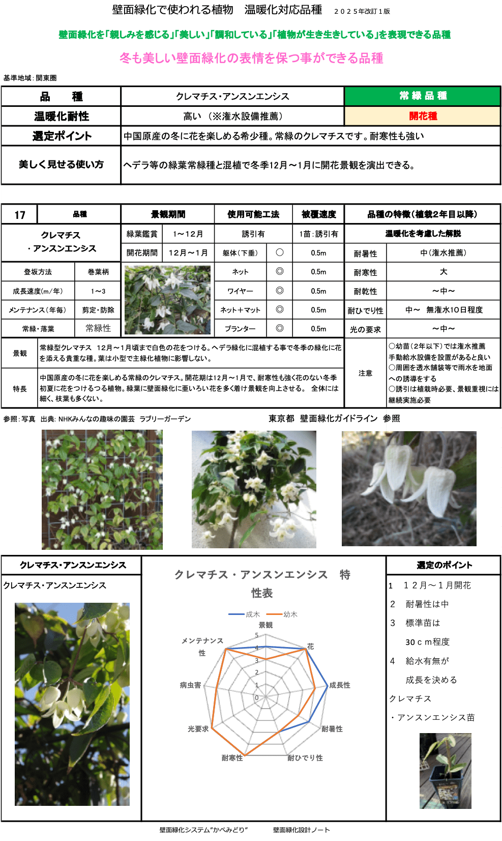 クレマチス・アンスンエンシス