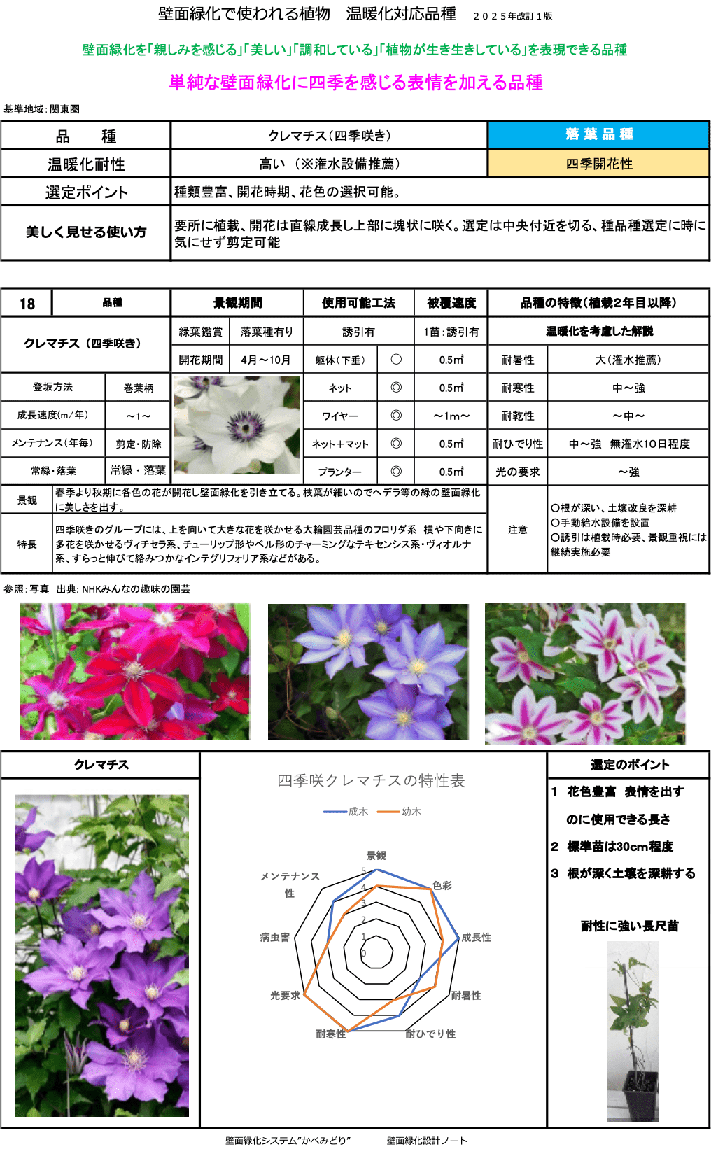 クレマチス（四季咲き）