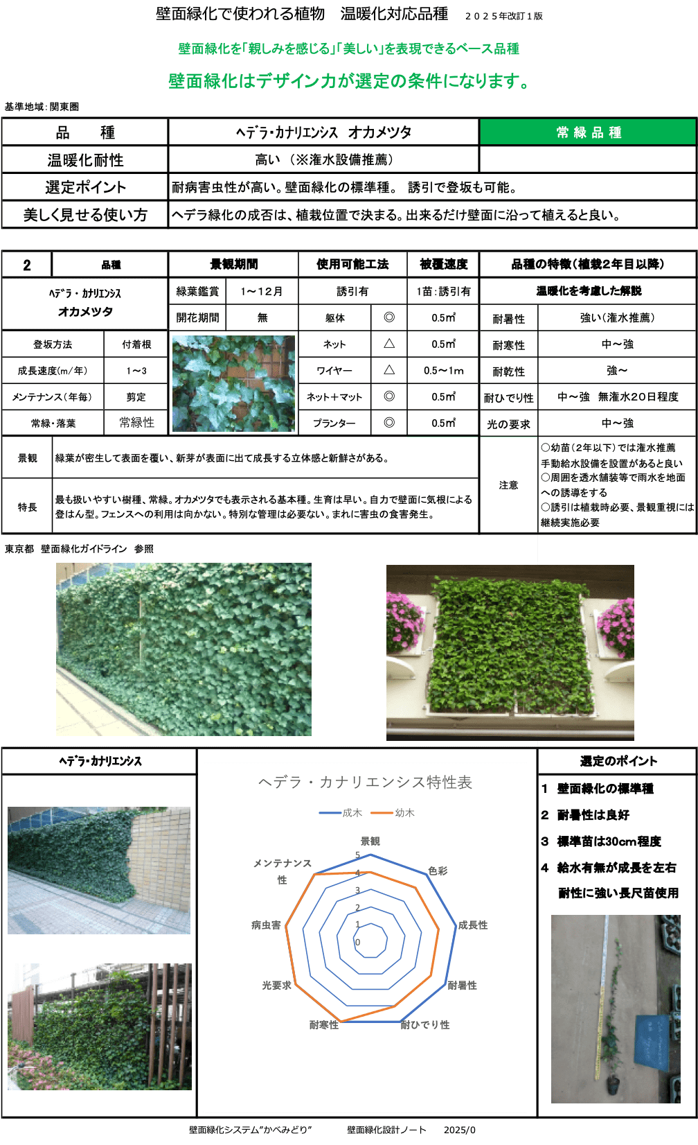 ヘデラ・カナリエンシス（オカメヅタ）