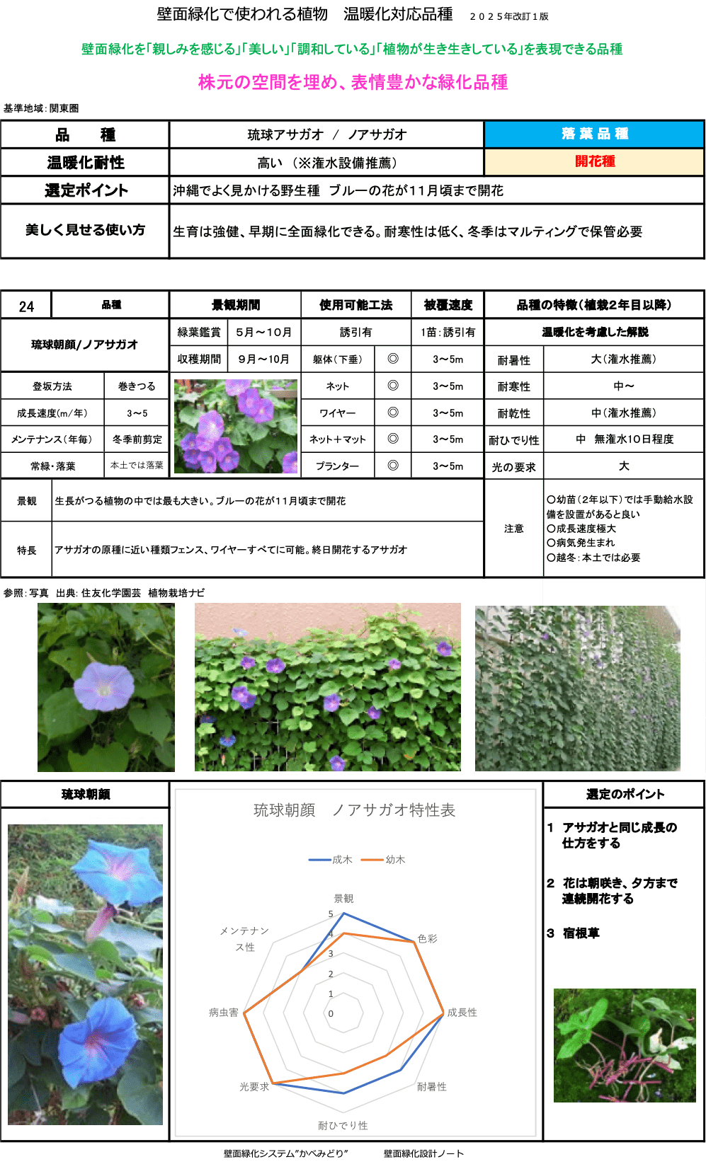 琉球アサガオ／ノアサガオ