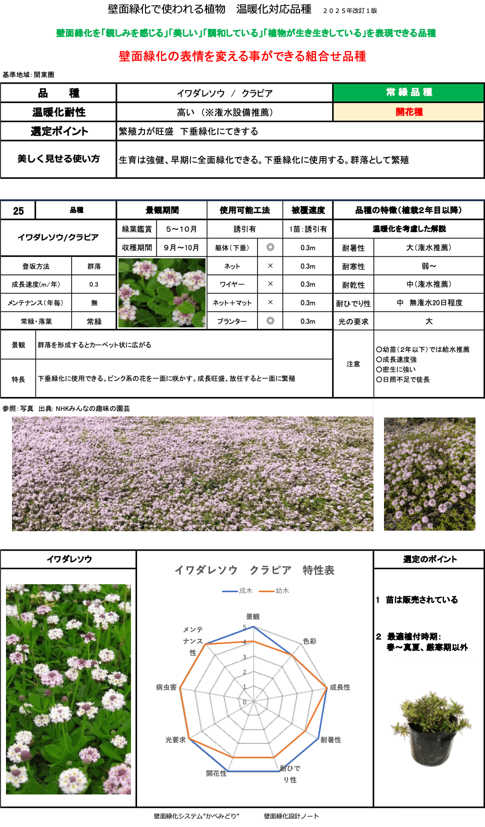 イワダレソウ/クラピア