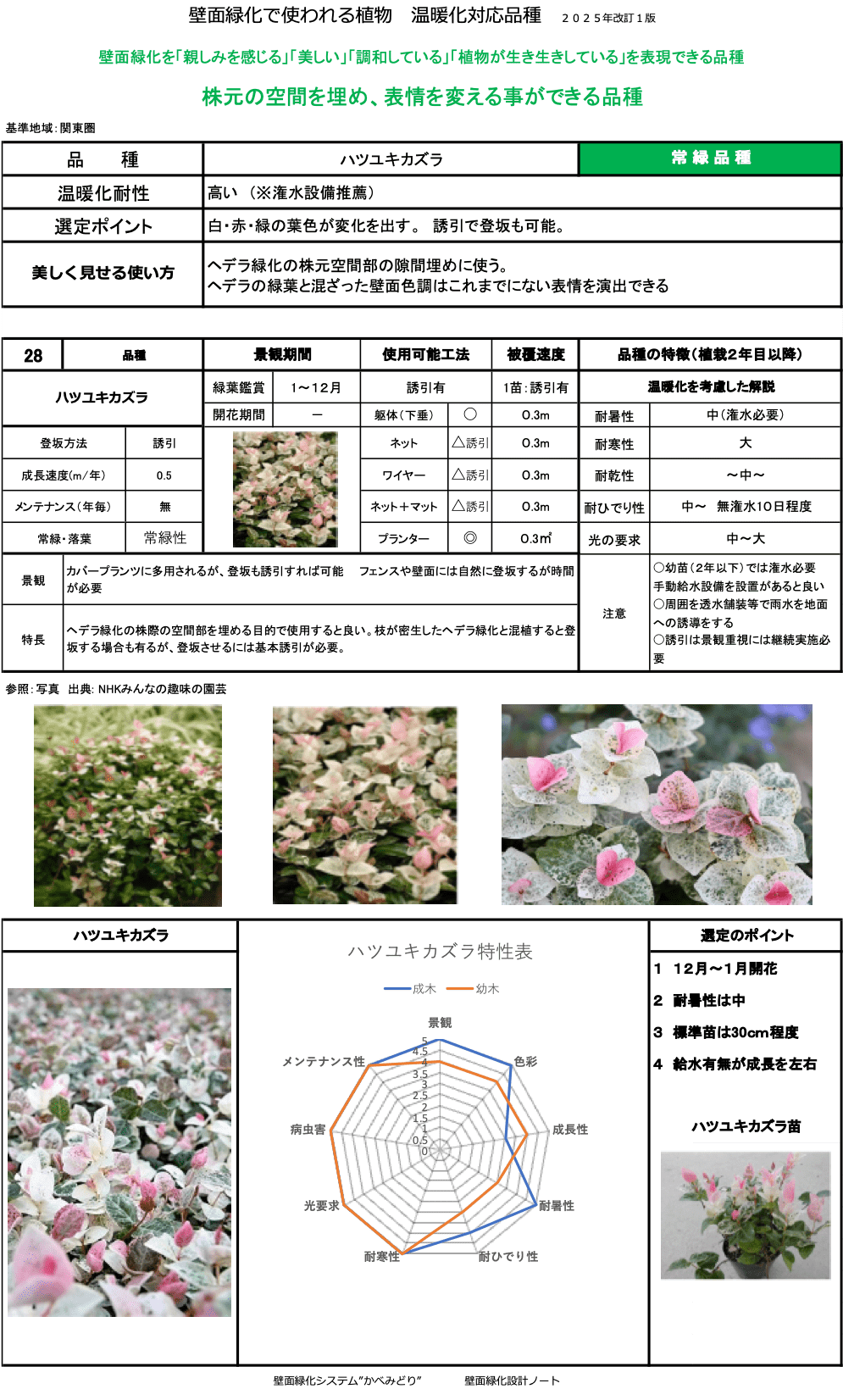 ハツユキカズラ