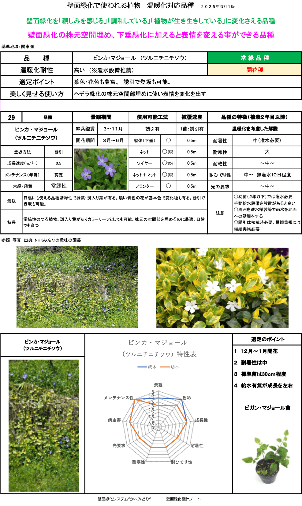 ビンカ・マジョール（ツルニチニチソウ）