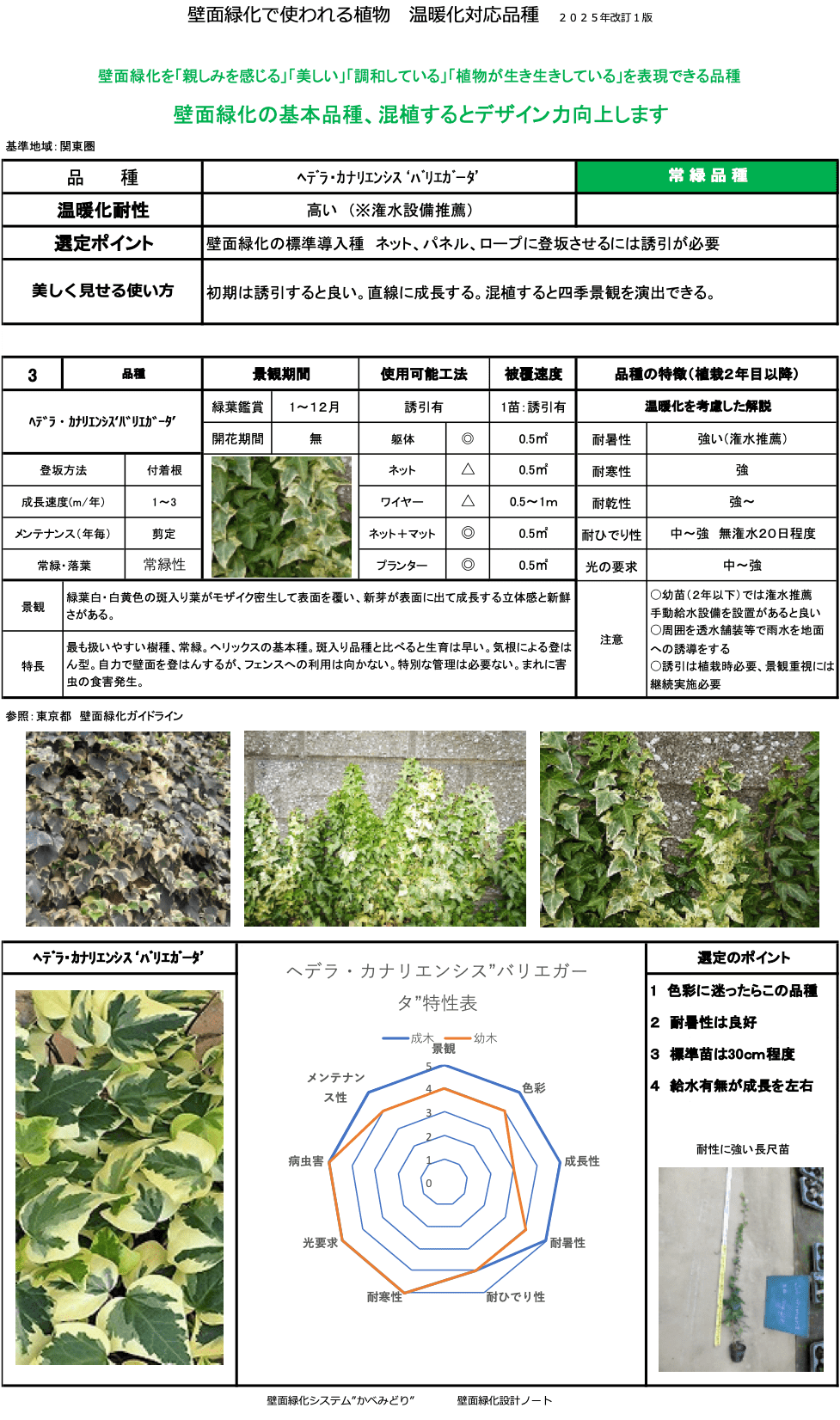 ヘデラ・カナリエンシス バリエガータ