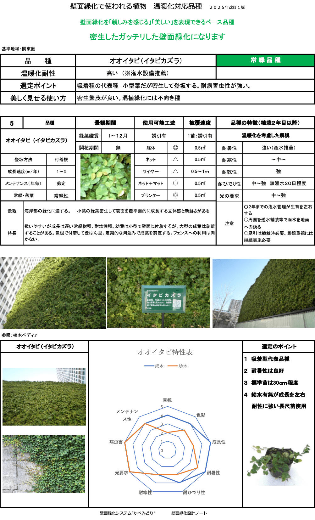 オオイタビ（イタビカズラ）