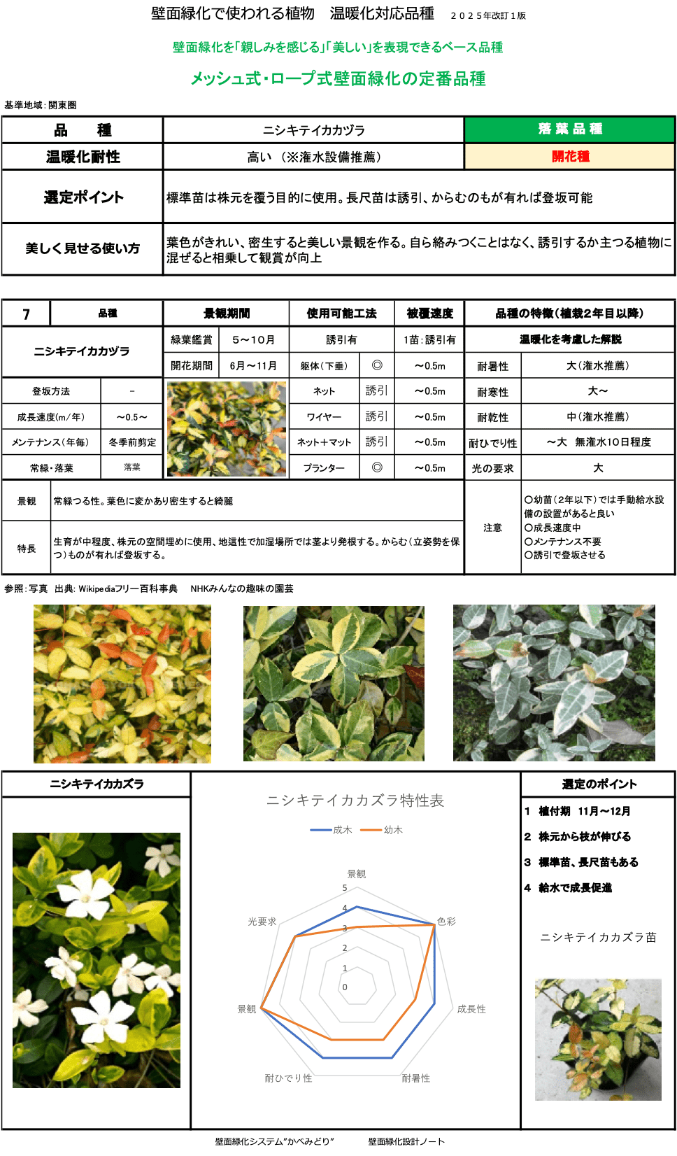 ニシキテイカカヅラ