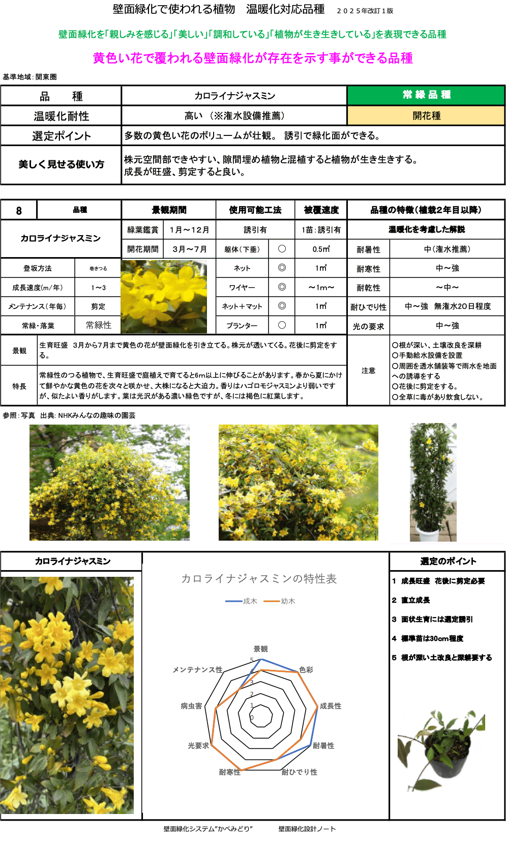 カロライナジャスミン