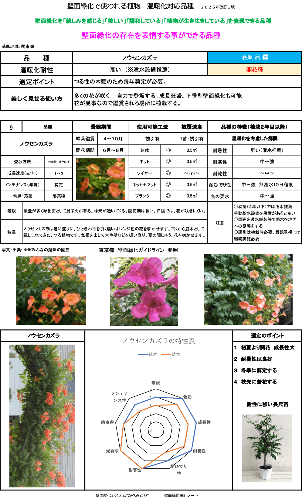 ノウセンカズラ